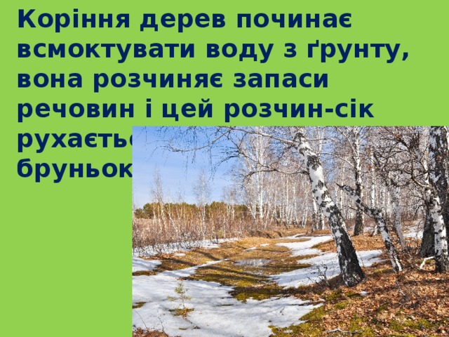  Коріння дерев починає всмоктувати воду з ґрунту, вона розчиняє запаси речовин і цей розчин-сік рухається вгору, до бруньок. 