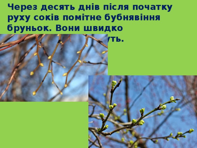  Через десять днів після початку руху соків помітне бубнявіння бруньок. Вони швидко наливаються і ростуть. 