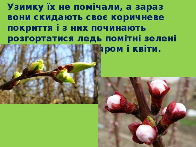  Узимку їх не помічали, а зараз вони скидають своє коричневе покриття і з них починають розгортатися ледь помітні зелені листочки, а незабаром і квіти. 