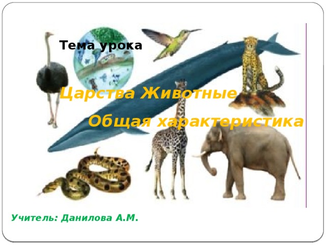     Тема урока     Царства Животные   Общая характеристика       Учитель: Данилова А.М. 