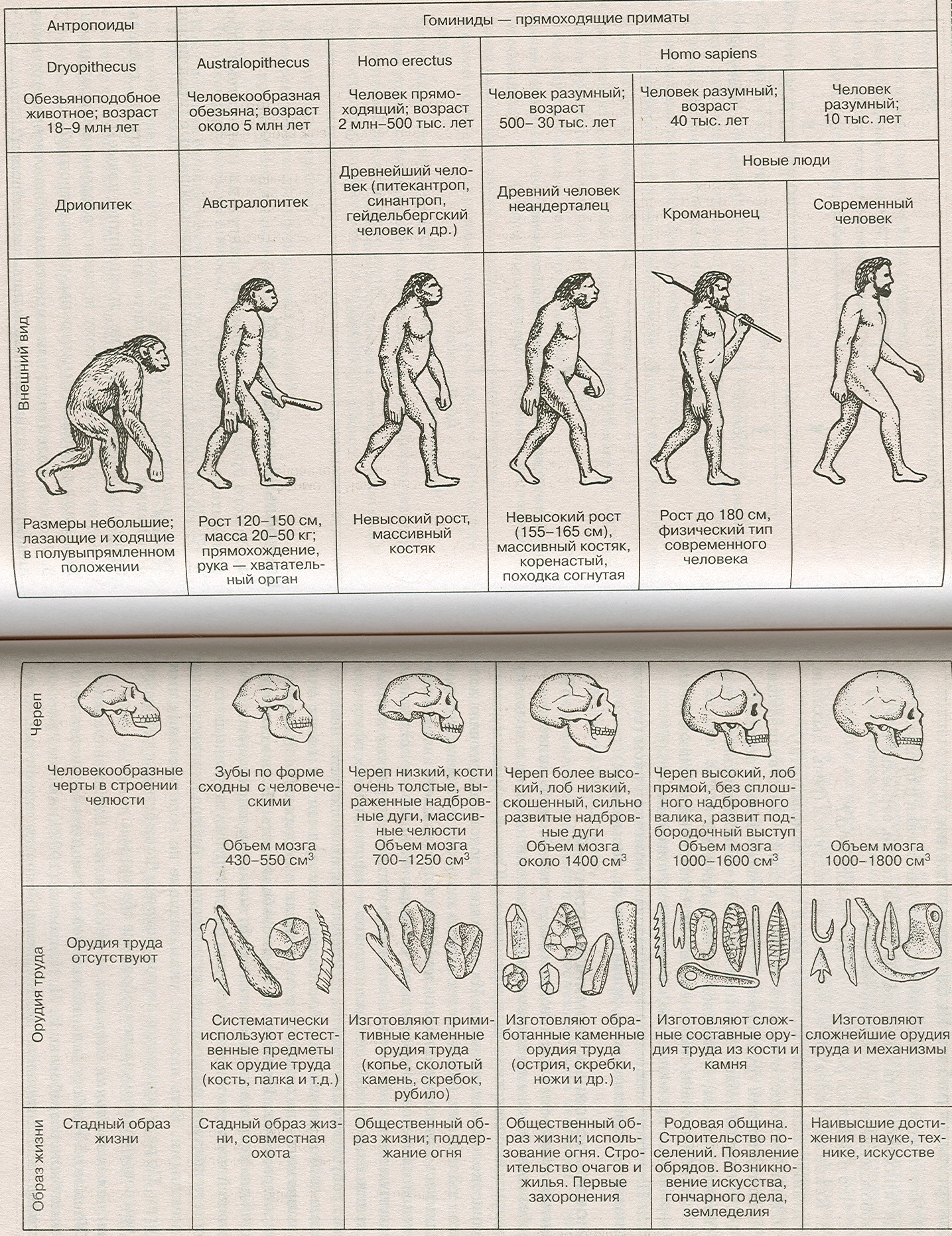 Древнейшие люди таблица. Этапы развития человека таблица этапы антропогенеза. Этапы эволюции человека таблица дриопитек. Основные стадии развития человека таблица. Стадия развития человека таблица по биологии.