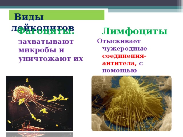  Виды лейкоцитов  Фагоциты.  захватывают микробы и уничтожают их  Лимфоциты Отыскивает чужеродные соединения-антитела, с помощью ворсинок и вырабатывает противоядия-антитела 