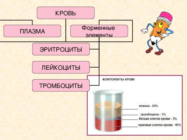 Заполните схему состав крови