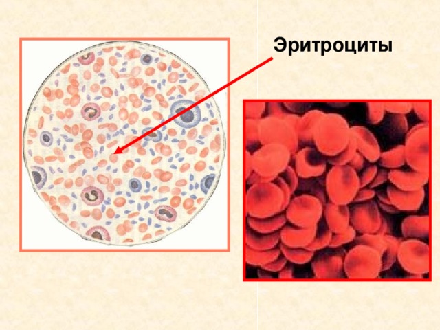 Эритроциты  