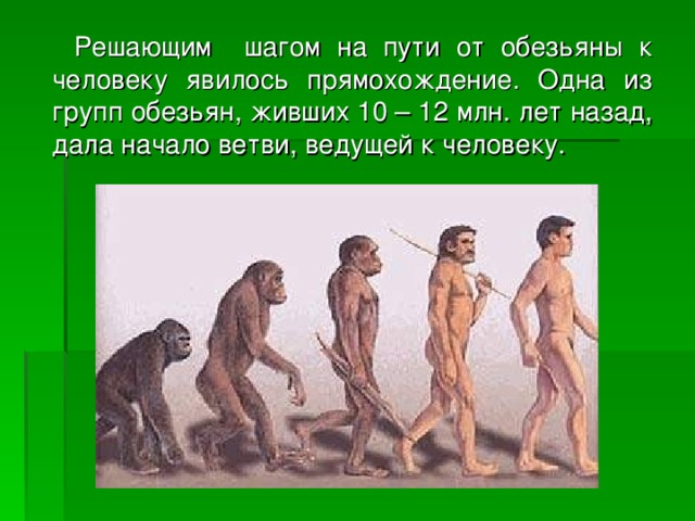  Решающим шагом на пути от обезьяны к человеку явилось прямохождение. Одна из групп обезьян, живших 10 – 12 млн. лет назад, дала начало ветви, ведущей к человеку. 