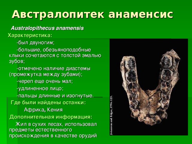 Австралопитек анаменсис  Australopithecus anamensis  Характеристика:   -был двуногим;  -большие, обезьяноподобные клыки сочетаются с толстой эмалью зубов;  -отмечено наличие диастемы (промежутка между зубами);  -череп еще очень мал;  -удлиненное лицо;  -пальцы длинные и изогнутые.  Где были найдены останки:   Африка , Кения  Дополнительная информация:   Жил в сухих лесах, использовал предметы естественного происхождения в качестве орудий 