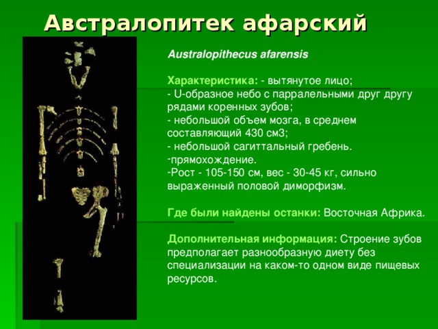 Австралопитек афарский Australopithecus afarensis  Характеристика:  - вытянутое лицо;  - U -образное небо с парралельными друг другу рядами коренных зубов;  - небольшой объем мозга, в среднем составляющий 430 см3;  - небольшой сагиттальный гребень. прямохождение. Рост - 105-150 см, вес - 30-45 кг, сильно выраженный половой диморфизм.  Где были найдены останки:  Восточная Африка.  Дополнительная информация: Строение зубов предполагает разнообразную диету без специализации на каком-то одном виде пищевых ресурсов. 