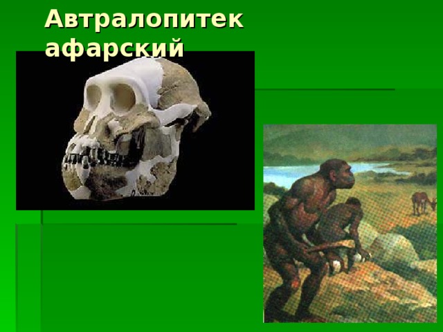 Автралопитек афарский 
