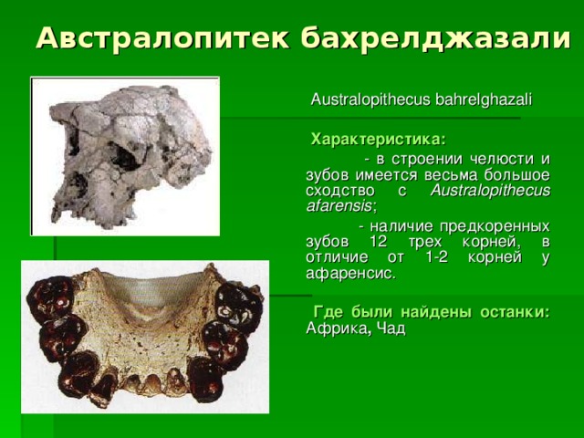 Австралопитек бахрелджазали  Australopithecus bahrelghazali  Характеристика:   - в строении челюсти и зубов имеется весьма большое сходство с Australopithecus  afarensis ;  - наличие предкоренных зубов 12 трех корней, в отличие от 1-2 корней у афаренсис.   Где были найдены останки:  Африка , Чад 