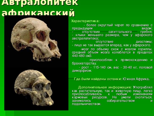 Автралопитек африканский  Характеристика:  - более округлый череп по сравнению с предыдущим видом;  - отсутствие сагиттального гребня;  - клыки меньшего размера, чем у афарского австралопитека;  - отсутствие диастемы;  - лицо не так выдается вперед, как у афарского.  -мозг по объему схож с мозгом гориллы, средний объем мозга колеблется в пределах 440-480 см3.  -приспособлен к прямохождению и брахиаторству.  - рост - 115-140 см, вес - 30-40 кг, половой диморфизм.   Где были найдены останки:  Южная Африка .   Дополнительная информация: У потреблял как растительную, так и животную пищу, легко приспосабливаясь к любым изменениям кормовых ресурсов. Не умели охотиться, занимались собирательством и падальничеством. 