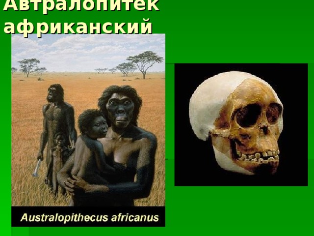 Автралопитек африканский 