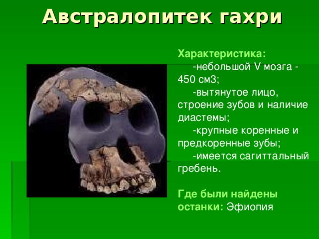 Австралопитек гахри Характеристика:  -небольшой V мозга - 450 см3;  -вытянутое лицо, строение зубов и наличие диастемы;  -крупные коренные и предкоренные зубы;  -имеется сагиттальный гребень. Где были найдены  останки:  Эфиопия 