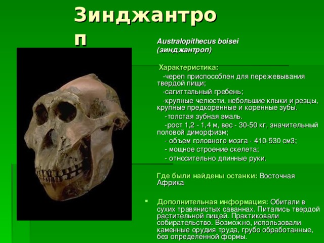 Зинджантроп  Australopithecus boisei  (зинджантроп)   Характеристика:  -череп приспособлен для пережевывания твердой пищи;  -сагиттальный гребень;  -крупные челюсти, небольшие клыки и резцы, крупные предкоренные и коренные зубы.  -толстая зубная эмаль.  -рост 1,2 - 1,4 м, вес - 30-50 кг, значительный половой диморфизм;  - объем головного мозга - 410-530 см3;  - мощное строение скелета;  - относительно длинные руки.   Где были найдены останки:  Восточная Африка  Дополнительная информация: Обитали в сухих травянистых саваннах. Питались твердой растительной пищей. Практиковали собирательство. Возможно, использовали каменные орудия труда, грубо обработанные, без определенной формы. 