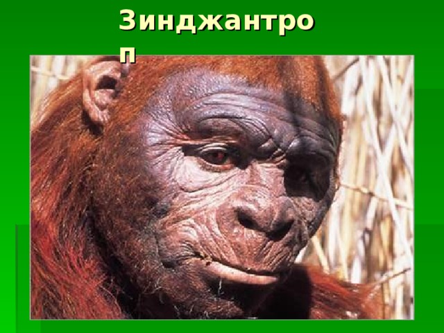 Зинджантроп 