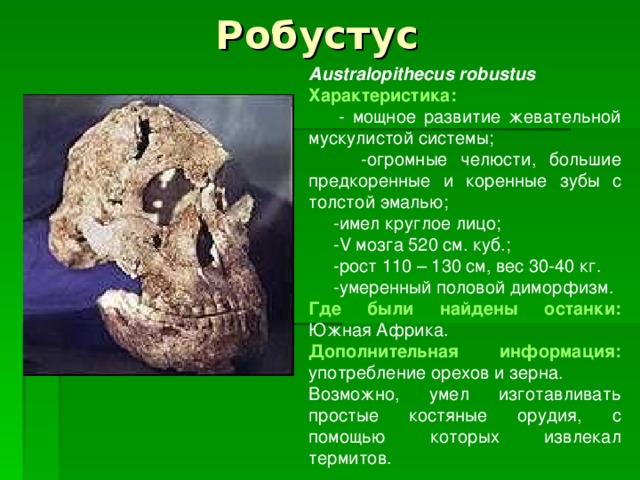 Робустус Australopithecus robustus Характеристика:  - мощное развитие жевательной мускулистой системы;  -огромные челюсти, большие предкоренные и коренные зубы с толстой эмалью;  -имел круглое лицо;  - V мозга 520 см. куб.;  -рост 110 – 130 см, вес 30-40 кг.  -умеренный половой диморфизм. Где были найдены останки:  Южная Африка. Дополнительная информация: употребление орехов и зерна. Возможно, умел изготавливать простые костяные орудия, c помощью которых извлекал термитов. 