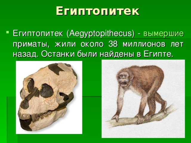 Египтопитек Египтопитек ( Aegyptopithecus )  - вымершие приматы, жили около 38 миллионов лет назад. Останки были найдены в Египте. 