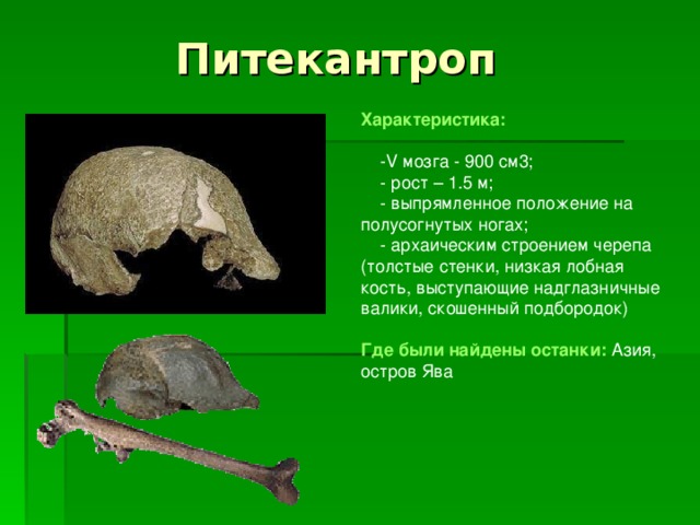 Питекантроп Характеристика:   - V мозга - 900 см3;  - рост – 1.5 м;  - выпрямленное положение на полусогнутых ногах;  - архаическим строением черепа (толстые стенки, низкая лобная кость, выступающие надглазничные валики, скошенный подбородок)  Где были найдены останки:  Азия, остров Ява 