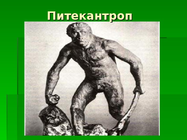 Питекантроп 