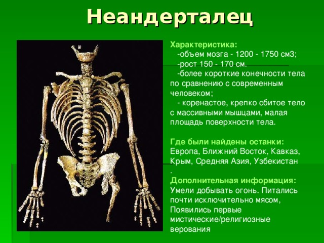Неандерталец Характеристика:   -объем мозга - 1200 - 1750 см3;  -рост 150 - 170 см.  -более короткие конечности тела по сравнению с современным человеком;  - коренастое, крепко сбитое тело с массивными мышцами, малая площадь поверхности тела.  Где были найдены останки:  Европа, Ближний Восток, Кавказ, Крым, Средняя Азия, Узбекистан . Дополнительная информация:  Умели добывать огонь. Питались почти исключительно мясом, Появились первые мистические/религиозные верования 