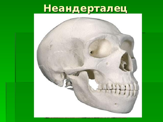 Неандерталец 