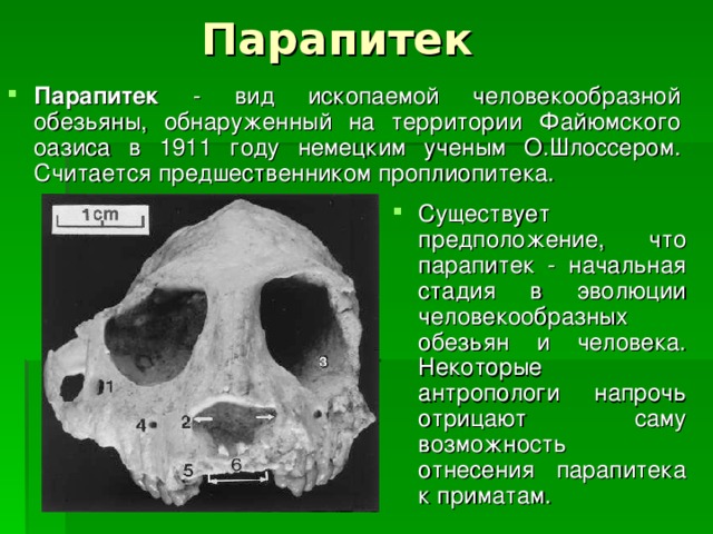 Парапитек Парапитек - вид ископаемой человекообразной обезьяны, обнаруженный на территории Файюмского оазиса в 1911 году немецким ученым О.Шлоссером. Считается предшественником проплиопитека. Существует предположение, что парапитек - начальная стадия в эволюции человекообразных обезьян и человека. Некоторые антропологи напрочь отрицают саму возможность отнесения парапитека к приматам. 