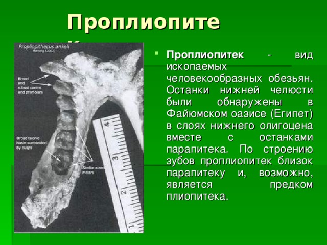 Проплиопитек Проплиопитек - вид ископаемых человекообразных обезьян. Останки нижней челюсти были обнаружены в Файюмском оазисе (Египет) в слоях нижнего олигоцена вместе с останками парапитека. По строению зубов проплиопитек близок парапитеку и, возможно, является предком плиопитека. 