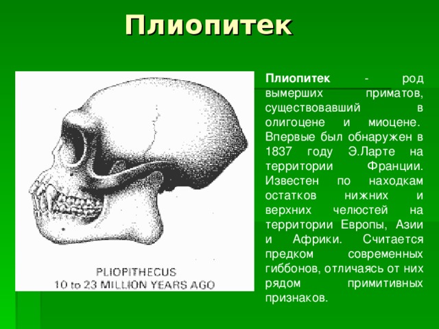 Плиопитек Плиопитек - род вымерших приматов, существовавший в олигоцене и миоцене.  Впервые был обнаружен в 1837 году Э.Ларте на территории Франции. Известен по находкам остатков нижних и верхних челюстей на территории Европы, Азии и Африки. Считается предком современных гиббонов, отличаясь от них рядом примитивных признаков. 