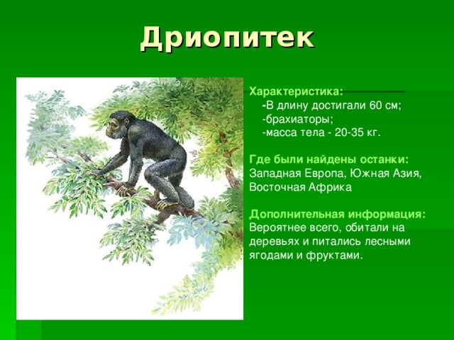 Дриопитек Характеристика:  - В длину достигали 60 см;  -брахиаторы;  -масса тела - 20-35 кг. Где были найдены останки:  Западная Европа, Южная Азия, Восточная Африка  Дополнительная информация:  Вероятнее всего, обитали на деревьях и питались лесными ягодами и фруктами. 