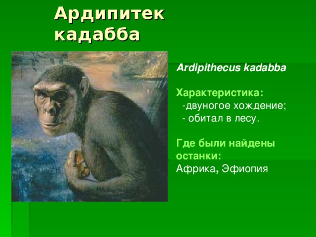 Ардипитек кадабба Ardipithecus kadabba  Характеристика:   -двуногое хождение;  - обитал в лесу.  Где были найдены останки:  Африка , Эфиопия 