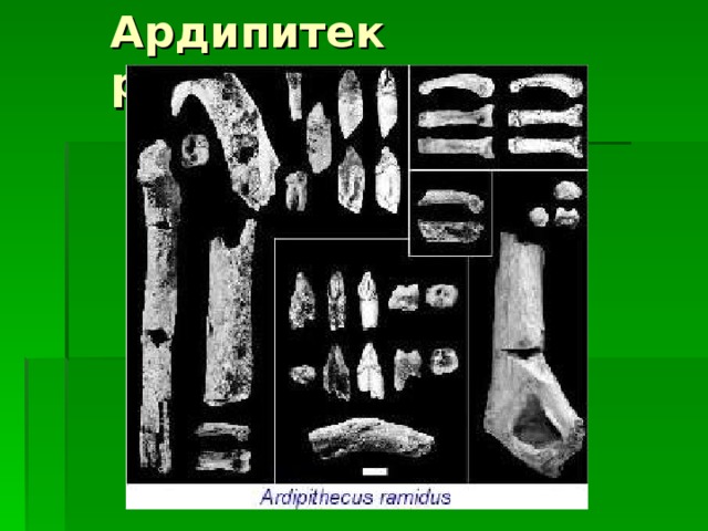 Ардипитек рамидус 
