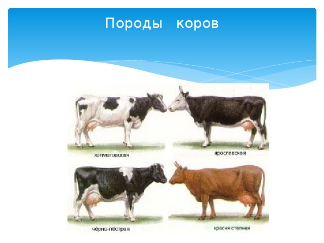 Сколько растет корова. Виды коров. Внешнее строение коровы. Сравнение пород коров.