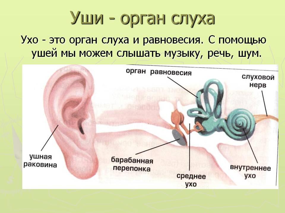 Органы чувств презентация анатомия