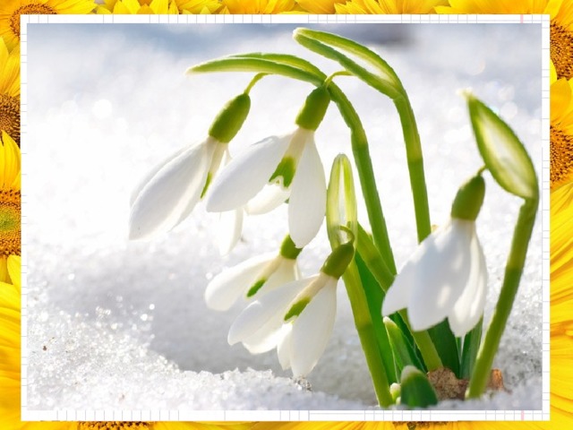 У занесённых снегом кочек,  Под белой шапкой снеговой,  Нашли мы маленький цветочек,  Полузамёрзший, чуть живой.   ПОДСНЕЖНИК 