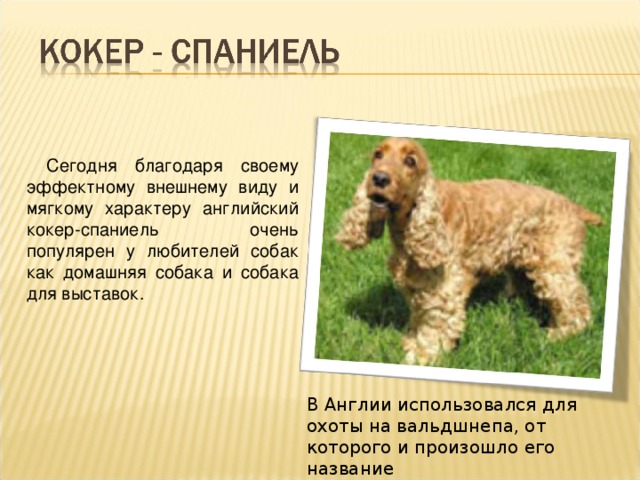 потерялся спаниель
