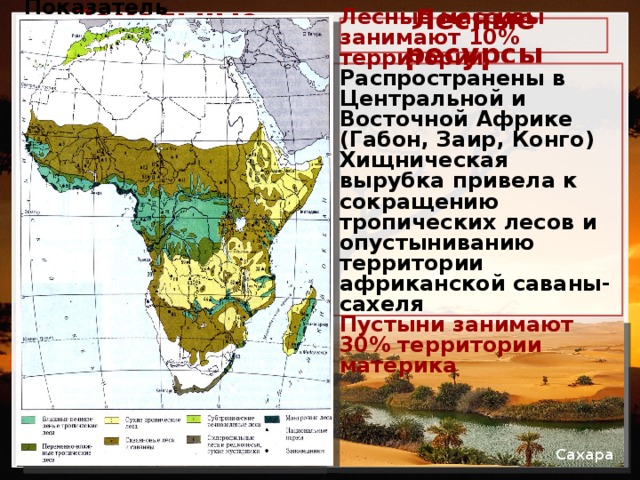 Лесные ресурсы Земельные ресурсы     Лесные массивы занимают 10% территории.  Распространены в Центральной и Восточной Африке (Габон, Заир, Конго)  Хищническая вырубка привела к сокращению тропических лесов и опустыниванию территории африканской саваны- сахеля   Пустыни занимают  30% территории материка   Показатель обеспеченности землей на душу населения выше, чем в Юго-Восточной Азии и Латинской Америке.  Обрабатывается - ⅕ часть. Проблемы: тропиках и субтропиках необходимо дополнительное орошение; ферраллитные почвы влажных экваториальных лесов подвержены смыву и разрушение из-за влажности         Сахара Саванна 
