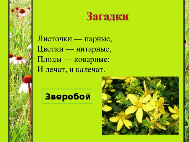 Какое число чашелистиков вероятнее всего будет у растения лист которого изображен на рисунке 7 класс