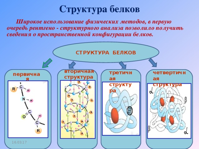 Структура белков. Пространственная структура белка таблица. Структуры белка. Пространственная структура Алка.