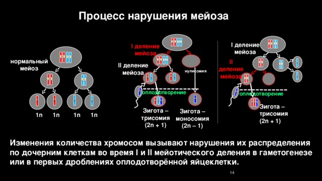 В зиготе человека содержится количество хромосом