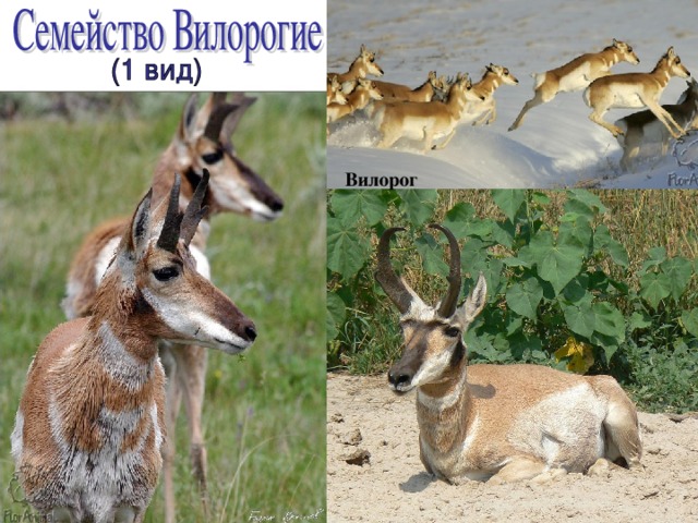 Вилорог  
