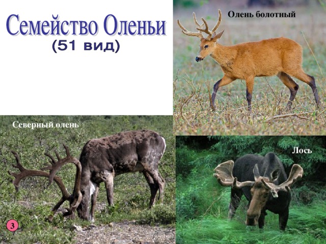 Олень болотный Северный олень Лось 3 