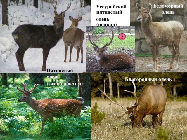 Беломордый олень  Уссурийский пятнистый  олень (подвид)  2  Пятнистый олень (зимой и летом)  Благородный олень 