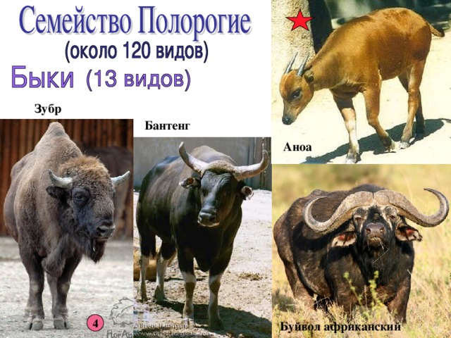 Зубр Бантенг Аноа  4 Буйвол африканский 