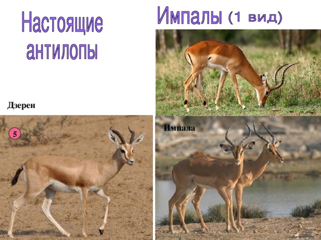 Дзерен Импала 5 