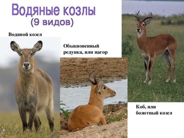 Водяной козел Обыкновенный редунка, или нагор Коб, или болотный козел 