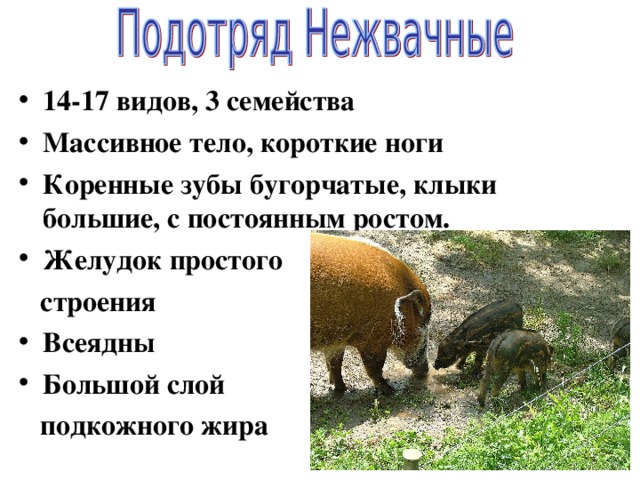 14-17 видов, 3 семейства Массивное тело, короткие ноги Коренные зубы бугорчатые, клыки большие, с постоянным ростом.  Желудок простого  строения Всеядны Большой слой  подкожного жира 