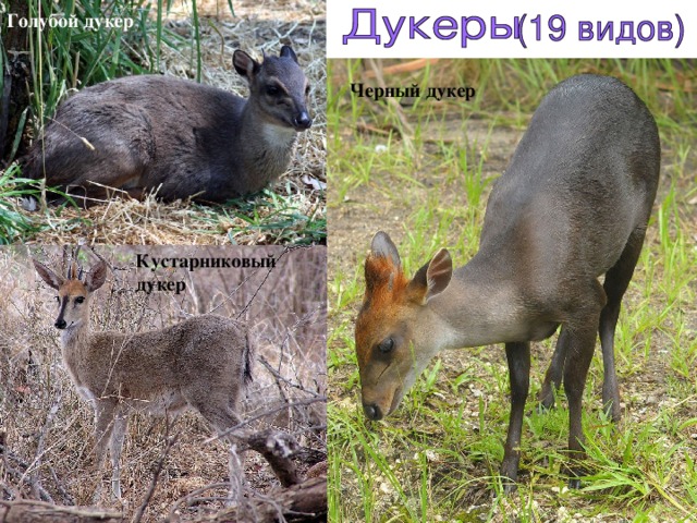 Голубой дукер  Черный дукер Кустарниковый дукер  