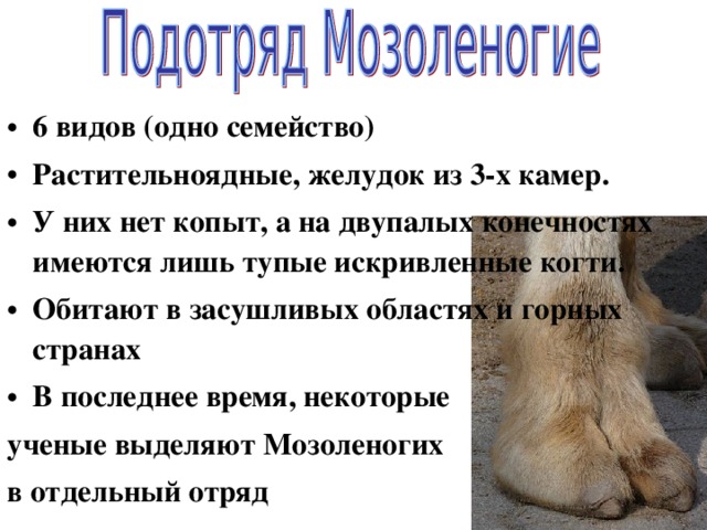 6 видов (одно семейство) Растительноядные, желудок из 3-х камер. У них нет копыт, а на двупалых конечностях имеются лишь тупые искривленные когти. Обитают в засушливых областях и горных странах В последнее время, некоторые ученые выделяют Мозоленогих в отдельный отряд 