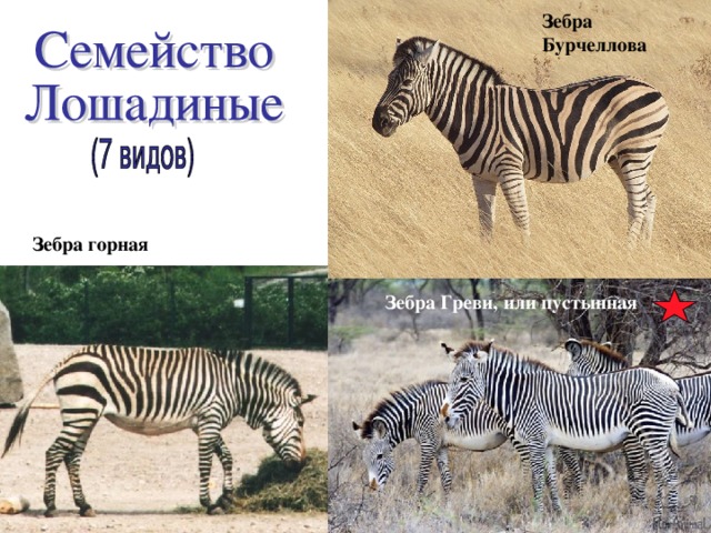 Зебра Бурчеллова  Зебра горная Зебра Греви, или пустынная  