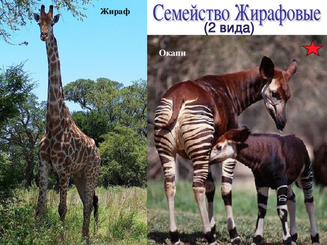 Жираф Окапи 
