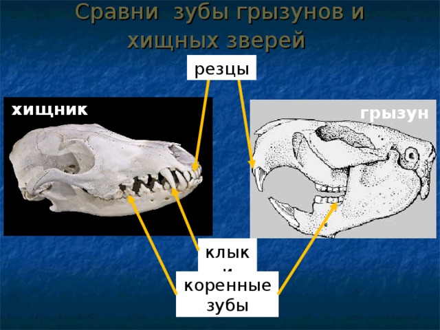 Зубы крысы схема